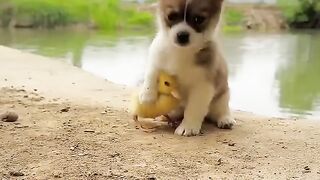 Beautiful moment in animals