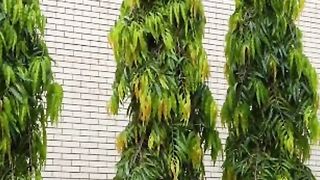Benefits of mass tree leafs