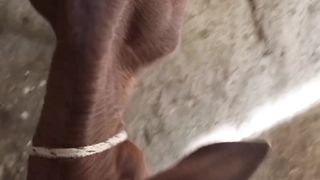 Baby calf playing with her owner/ A very close relationship between owner and calf