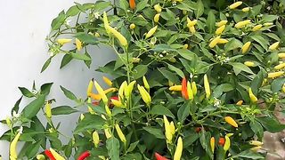 kebun lahan sempit samping rumah