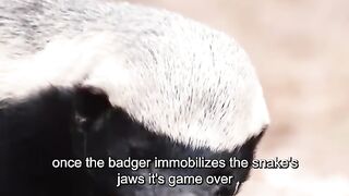 Wonders of the animal world 2024????‍♂️????