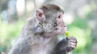 Wildlife Monkey Portrait stock video...