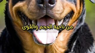 مقارنة بين البيتبول والروت وايلر