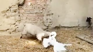 Goose versus ram.