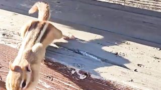 Cute chipmuks coming for nuts.