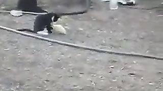 Nature for animals
