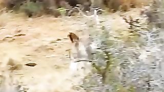 Great Escape: Deer Outsmarts Hungry Tigers!