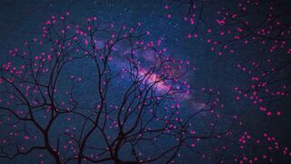 Cherry sentences with calm music
