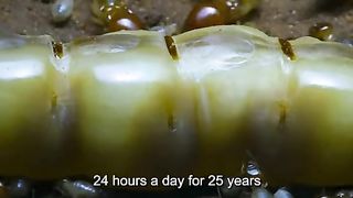 Wonders of the animal world 2024????????