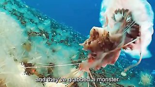 Wonders of the animal world 2024????????