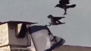 سورة المائدة