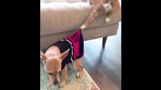 Cats versus dogs, who will win- PART 1