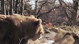 Wonders of the animal world 2024????‍????????‍????