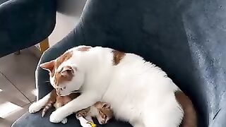 Mother cat