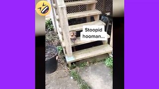 Cats versus dogs, who will win - PART 2