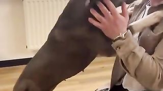 Reactions of dogs helped by a chiropractor