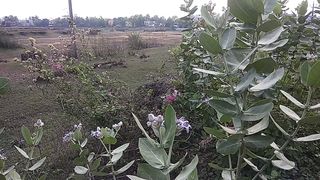 Natural videos