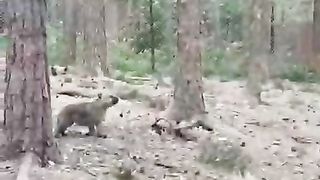 Baby's first howl.