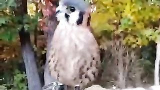 American Kestrel head stabilization.