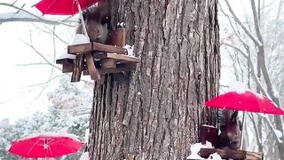 Restaurant on a tree.