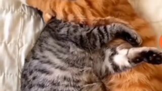 "The forbidden love of cats."