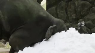 First snow experience.