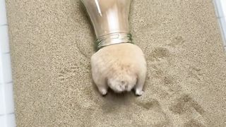 Agile hamster.