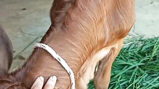 Baby cow / Domestic animal playing with her owner