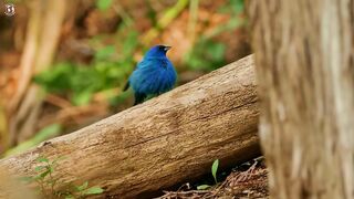 Nature_Birds_Sounds_For_Relaxing___Most_Amazing_Birds_of_the_World