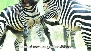 Wonders of the animal world 2024????????????????