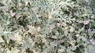 Herbal shorts video