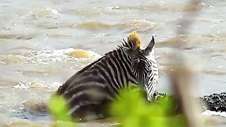 Very brave group of zebras crossing a river full of crocodiles