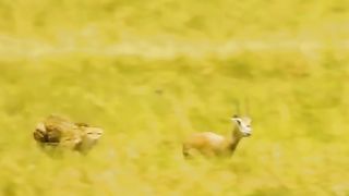 The leopard chased the deer very quickly