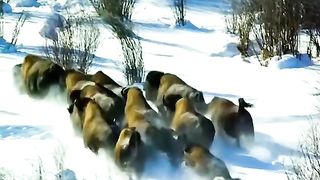 Bison is left behind from his herd, attacked by a group of wolves