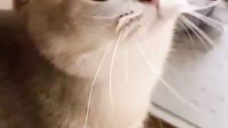 Beautiful cat