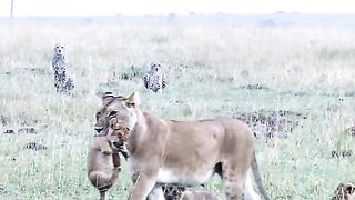 Tensing the leopard group, ready to attack the lion