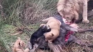 cute lion cubs eating