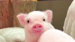 What a cute piglet.