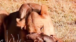 The lion becomes the mother of the baby pig