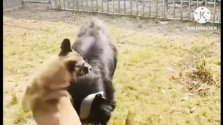 Horse fiter dogs