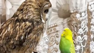 Little feathered brother.