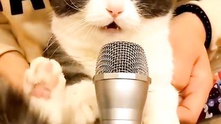 Funny cats????????