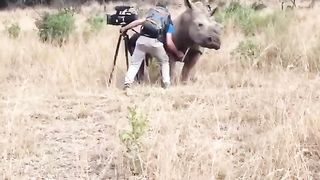 Petting the rhino.