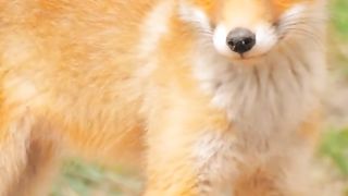 A fox can make about forty different sounds.