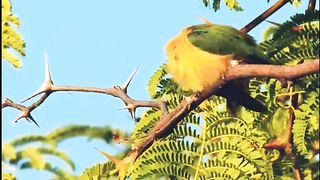 Beautiful bird.