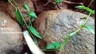 The best eel fishing