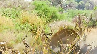 The leopard jumps to pounce on the prey below