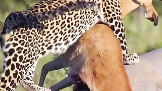 Heyna and the lion wanted to fight for prey with the leopard