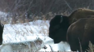 The buffalo was left behind by the wolf