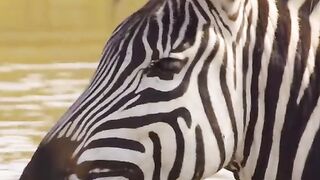 Tragic zebra calf crosses the river and is eaten by a crocodile